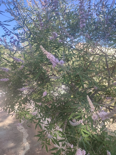 Lilac chaste tree