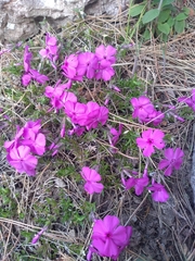 Phlox subulata