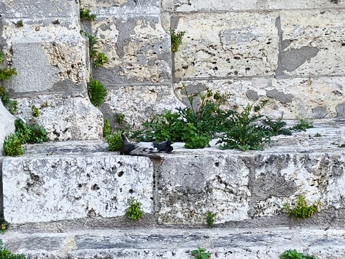 Rock Pigeon