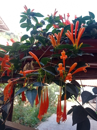 Flame vine