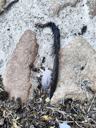 Common Swift