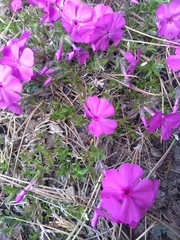 Phlox subulata