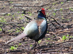 Phasianus versicolor