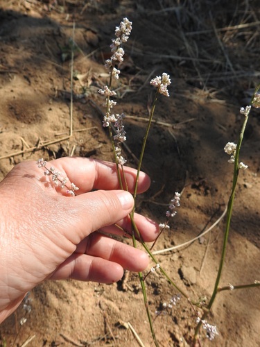 Worm-cure Weed