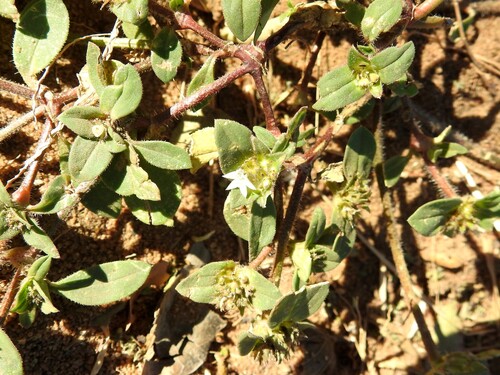 Tropical Mexican Clover