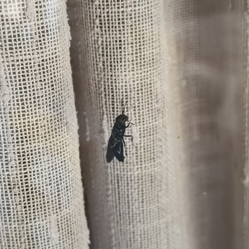 Black Soldier Fly