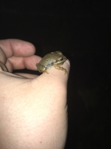 Pseudacris brachyphona