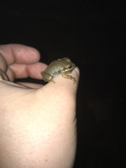 Pseudacris brachyphona