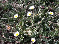 Bellis perennis