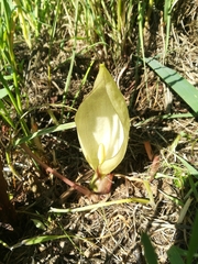 Arum italicum italicum