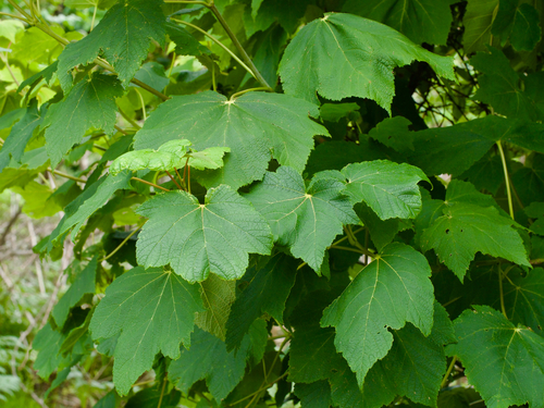 Acer nipponicum observed 2026-06-21