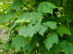 Acer nipponicum