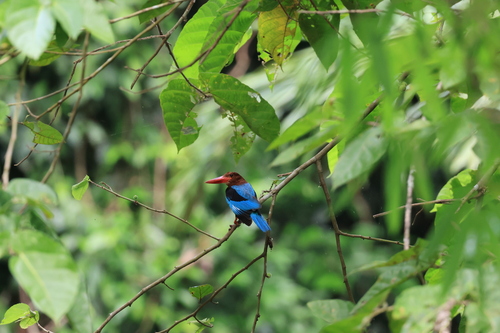 Brown-breasted Kingfisher (Halcyon gularis), photo 6