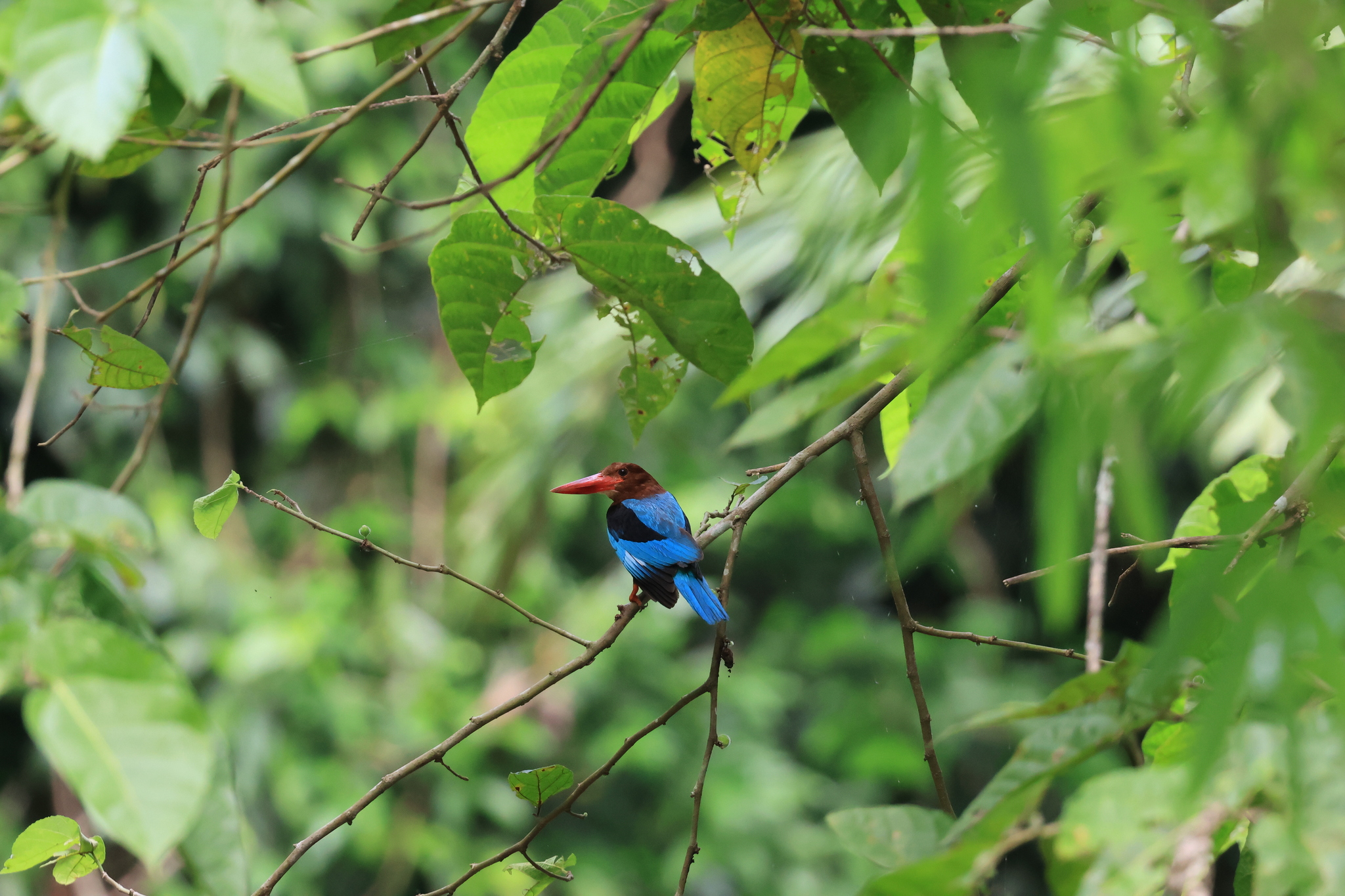 Brown-breasted Kingfisher (Halcyon gularis), photo 7