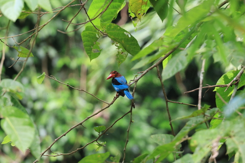 Brown-breasted Kingfisher (Halcyon gularis), photo 7