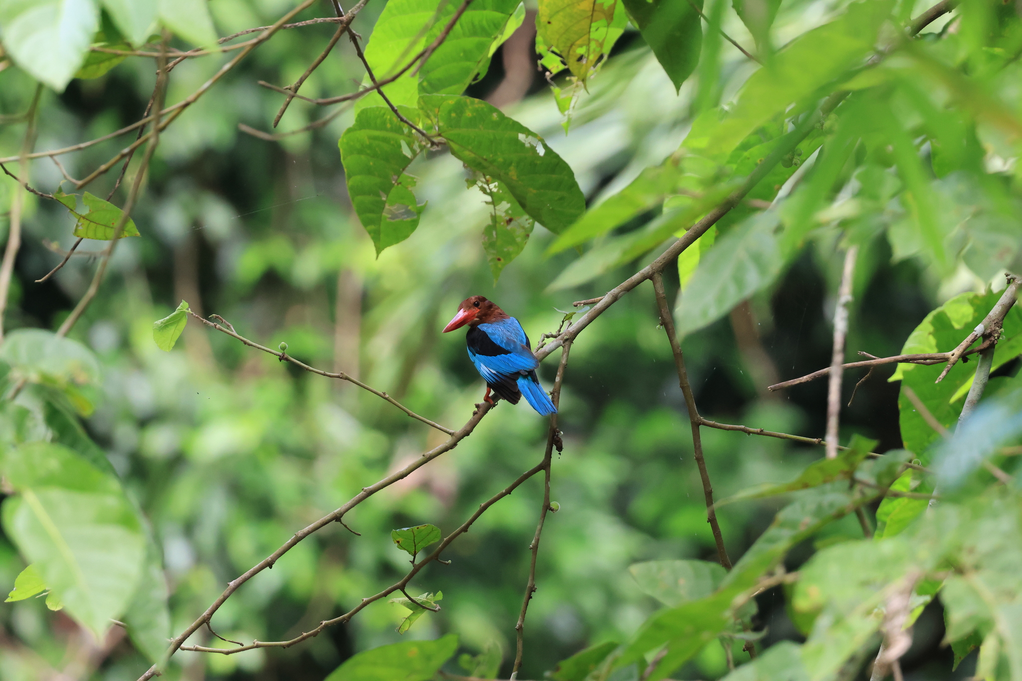 Brown-breasted Kingfisher (Halcyon gularis), photo 8