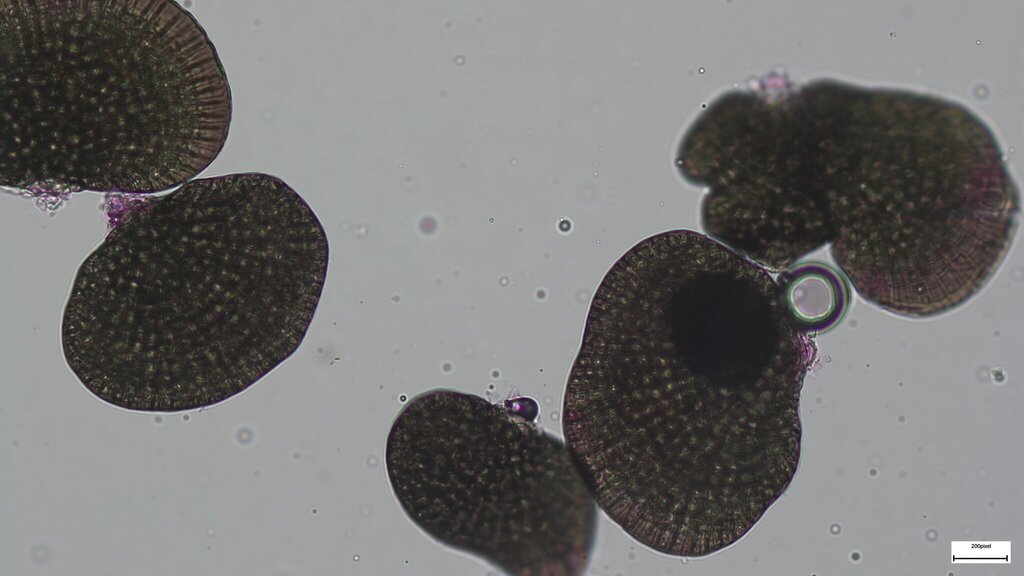 Mycoenterolobium
