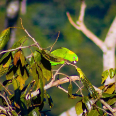 Amazona auropalliata