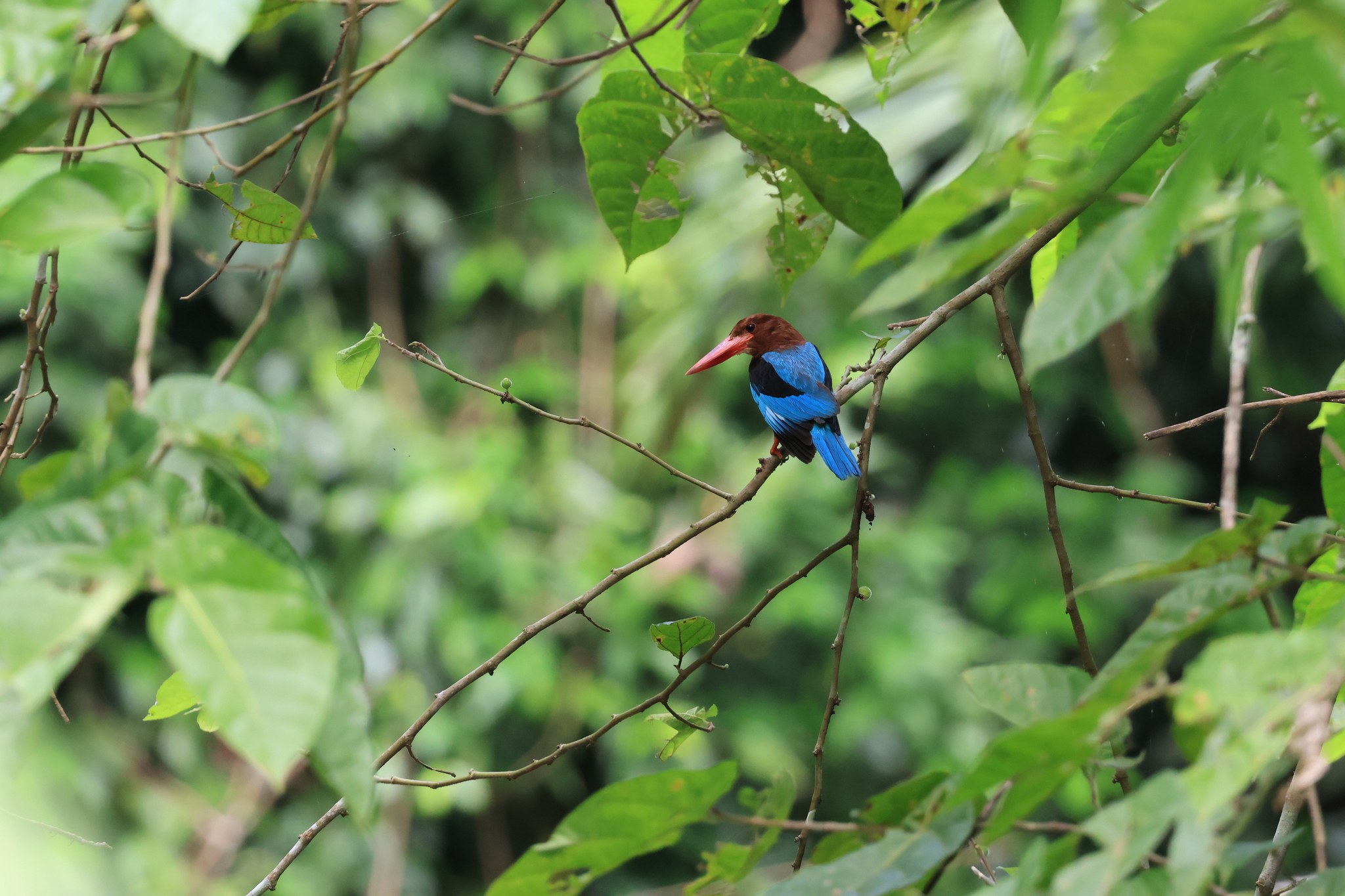 Brown-breasted Kingfisher (Halcyon gularis), photo 10
