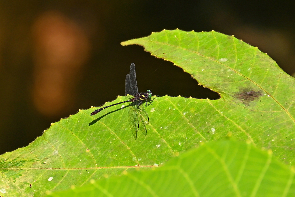 Lesser Splayed Clubtail