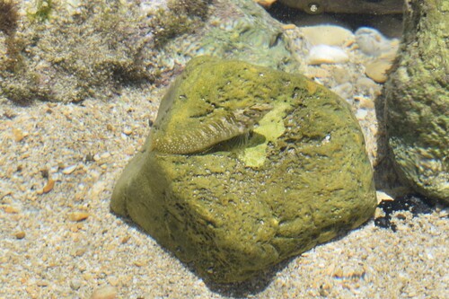Peacock Blenny (Salaria pavo)