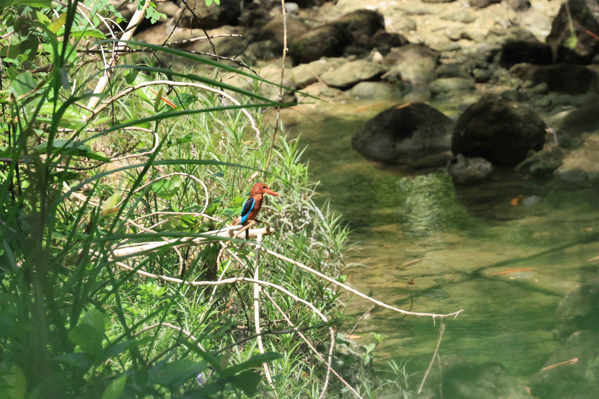 Brown-breasted Kingfisher (Halcyon gularis), photo 9