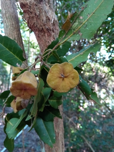 Nesogordonia stylosa