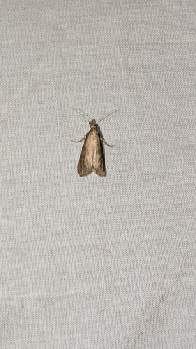 Delightful Donacaula Moth photo 4