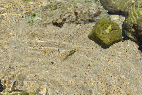 Peacock Blenny (Salaria pavo)