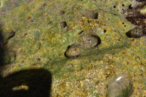 Phorcus articulatus (Phorcus articulatus)