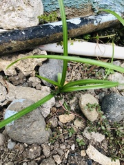 Cyperus mindorensis