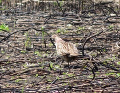 Phasianus versicolor