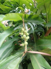 Alpinia hainanensis