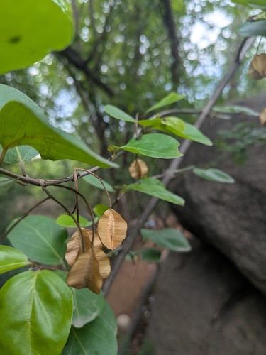 Combretum albidum, photograph 6