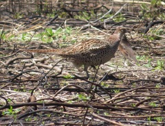 Phasianus versicolor