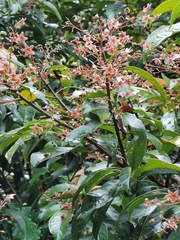 Sterculia lanceolata