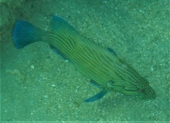 Cephalopholis formosa