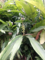 Alpinia hainanensis