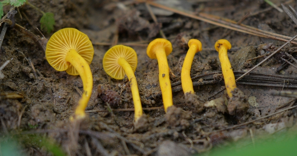 Small Chanterelle · June 2026 · photo: Photo: (c) Ben Gruhot, some rights reserved (CC BY) · iNaturalist