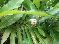 Alpinia hainanensis