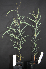 Eucalyptus ultima