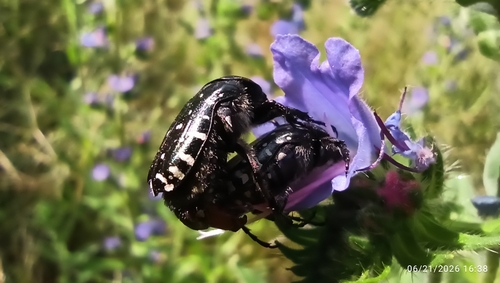 Mediterranean Spotted Chafer