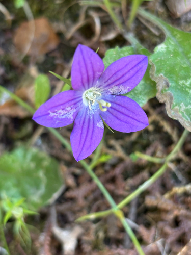 Campanula ramosissima