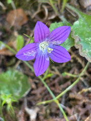 Campanula ramosissima