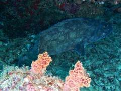 Epinephelus coeruleopunctatus