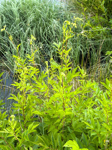 Meadowsweet