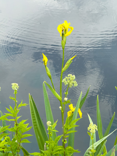 Yellow Iris