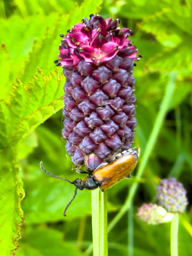 Fairy-ring Longhorn Beetle