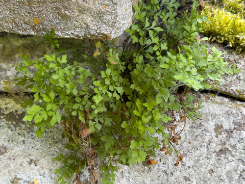 wall-rue
