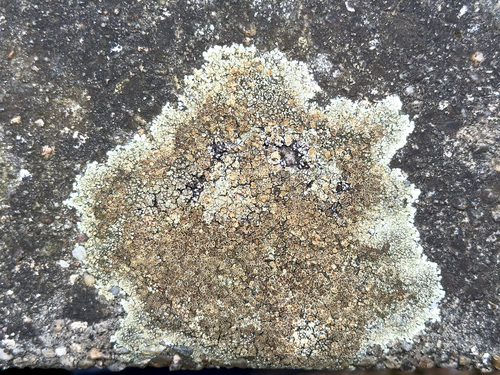 Stonewall Rim Lichen